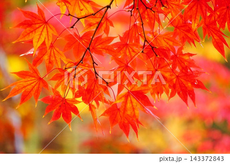 紅葉したもみじ 紅葉したもみじ 143372843