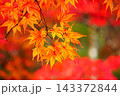 紅葉したもみじ 143372844