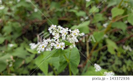 秋の訪れを告げる可憐な蕎麦の花 秋の訪れを告げる可憐な蕎麦の花 143372936