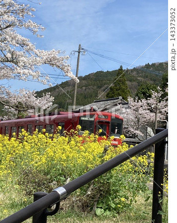桜と菜の花と赤い列車 桜と菜の花と赤い列車 143373052