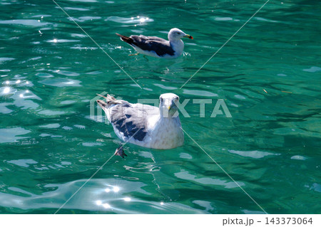 岩手県宮古市 浄土ヶ浜の透き通る海に浮かぶウミネコ 野生動物素材 岩手県宮古市 浄土ヶ浜の透き通る海に浮かぶウミネコ 野生動物素材 143373064
