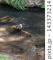 川で寛ぐ水鳥 143373214