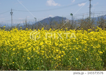 田舎の風景 田舎の風景 143373576