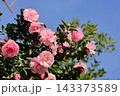 サザンカの花 143373589