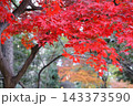 真っ赤な紅葉 143373590