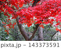 真っ赤な紅葉 143373591