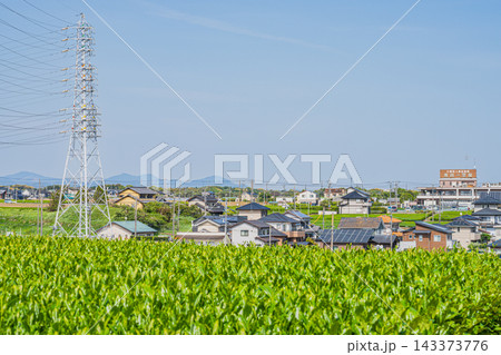 静岡特産のお茶が育つ磐田市ののどかな田舎の街並みと茶畑(静岡県) 静岡特産のお茶が育つ磐田市ののどかな田舎の街並みと茶畑(静岡県) 143373776