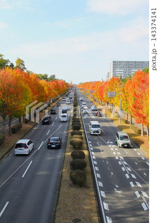 学園東大通りの紅葉並木と遠近感ある縦構図の道路風景（茨城県つくば市） 143374141