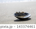砂浜の貝殻 143374461