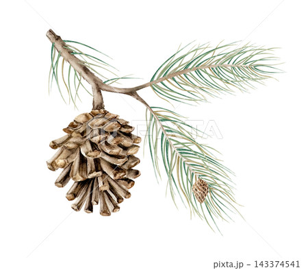 Watercolor pine branch with pinecone isolated on background. Hand drawn botanical illustration for winter Christmas decor or organic product packaging. Detailed realistic forest conifer element for mo Watercolor pine branch with pinecone isolated on background. Hand drawn botanical illustration for winter Christmas decor or organic product packaging. Detailed realistic forest conifer element for mo 143374541