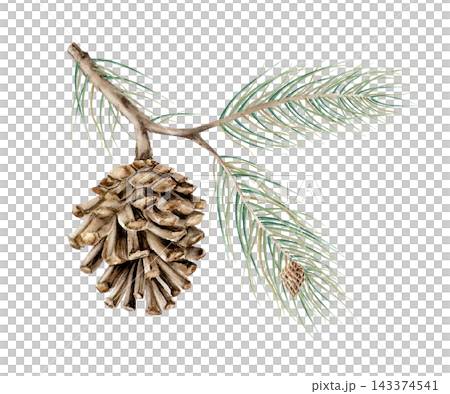 Watercolor pine branch with pinecone isolated on background. Hand drawn botanical illustration for winter Christmas decor or organic product packaging. Detailed realistic forest conifer element for mo Watercolor pine branch with pinecone isolated on background. Hand drawn botanical illustration for winter Christmas decor or organic product packaging. Detailed realistic forest conifer element for mo 143374541
