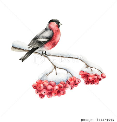 Bullfinch sit on bunch of rowan berries covered with snow. Watercolor winter botanical branch, hand drawn illustration isolated on background, transparent png. Christmas, wedding clip art. For greetin Bullfinch sit on bunch of rowan berries covered with snow. Watercolor winter botanical branch, hand drawn illustration isolated on background, transparent png. Christmas, wedding clip art. For greetin 143374543
