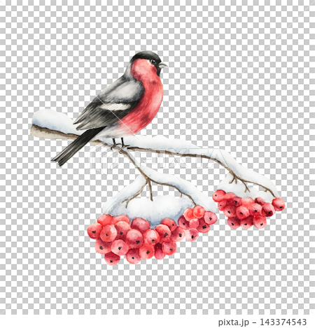Bullfinch sit on bunch of rowan berries covered with snow. Watercolor winter botanical branch, hand drawn illustration isolated on background, transparent png. Christmas, wedding clip art. For greetin Bullfinch sit on bunch of rowan berries covered with snow. Watercolor winter botanical branch, hand drawn illustration isolated on background, transparent png. Christmas, wedding clip art. For greetin 143374543