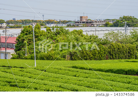 快晴の青空と静岡県磐田市に広がる美しい茶畑とビニールハウスの風景(静岡県) 快晴の青空と静岡県磐田市に広がる美しい茶畑とビニールハウスの風景(静岡県) 143374586