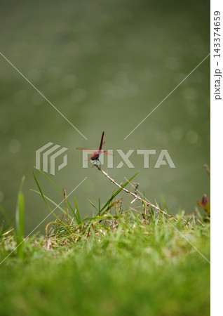 Dragonfly perched on fresh green grass, with a softly blurred natural background 143374659