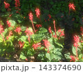 華やかな花 143374690