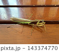 カマキリ 143374770