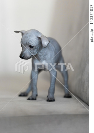 Xoloitzcuintli Xolo Mexican Hairless Dog puppy standing indoors, soft neutral background Xoloitzcuintli Xolo Mexican Hairless Dog puppy standing indoors, soft neutral background 143374817