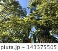 青空を囲む緑豊かな木々の自然風景 143375505
