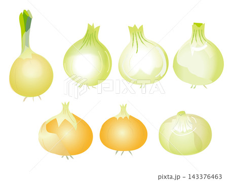 新鮮な玉ねぎの手描き風イラストセット(サラダ野菜シリーズ) 新鮮な玉ねぎの手描き風イラストセット(サラダ野菜シリーズ) 143376463