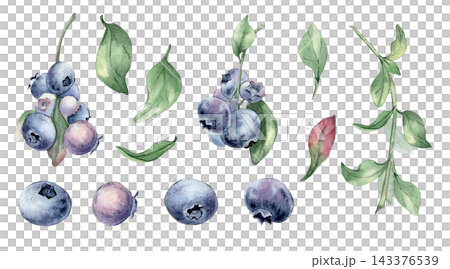 Set of hand drawn blueberry elements in watercolor style isolated white. Collection of botanical berry clusters and green leaves for decorative invitation and organic food design background. Set of hand drawn blueberry elements in watercolor style isolated white. Collection of botanical berry clusters and green leaves for decorative invitation and organic food design background. 143376539
