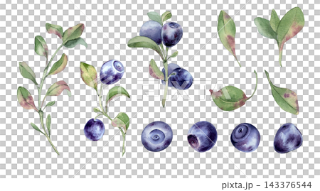 Bilberry and blueberry watercolor illustration set isolated. Hand drawn botanical art with fresh blue berry on branch and green leaves. Elements for organic food design, healthy diet and cooking. Bilberry and blueberry watercolor illustration set isolated. Hand drawn botanical art with fresh blue berry on branch and green leaves. Elements for organic food design, healthy diet and cooking. 143376544
