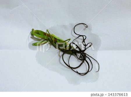 ハリガネムシに寄生されたカマキリ ハリガネムシに寄生されたカマキリ 143376613