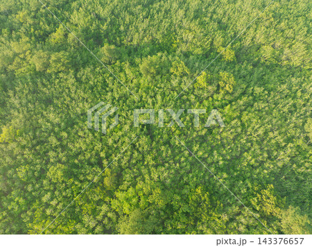 Rubber plantation connected to natural woodland in tropical environment. Sustainable forestry, carbon sink protection and environmental stewardship. Natural carbon capture, climate action. Rubber plantation connected to natural woodland in tropical environment. Sustainable forestry, carbon sink protection and environmental stewardship. Natural carbon capture, climate action. 143376657