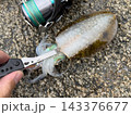 アオリイカ　締め方　締める前 143376677