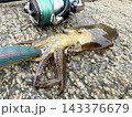 アオリイカ釣り　 143376679