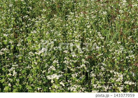 蕎麦の花 蕎麦 花 秋の実り 秋そば 蕎麦の花 蕎麦 花 秋の実り 秋そば 143377059