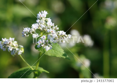 蕎麦の花　蕎麦　花　秋の実り　秋そば 143377061
