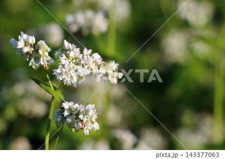 蕎麦の花　蕎麦　花　秋の実り　秋そば 143377063