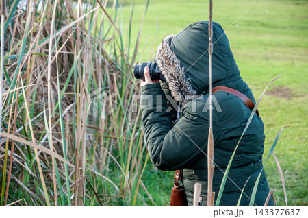 Wildlife photographer in winter jacket taking photos behind reeds 143377637