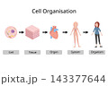 Biological Hierarchy of Cell Organisation Illustration 143377644