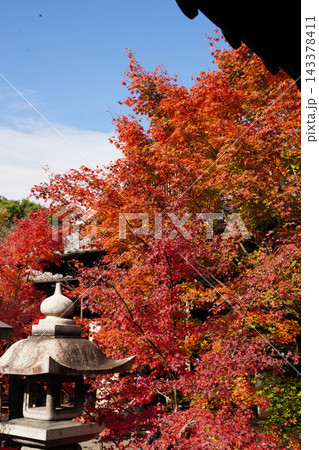京都の寺院の境内の紅葉した楓の木 143378411