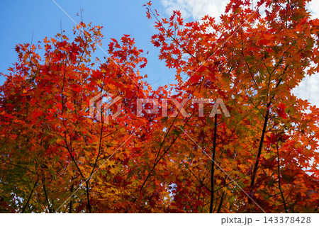 京都の寺院の境内の紅葉した楓の木 143378428