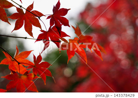 京都の寺院の境内の紅葉した楓の木 京都の寺院の境内の紅葉した楓の木 143378429