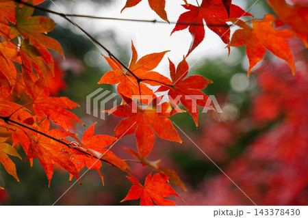 京都の寺院の境内の紅葉した楓の木 京都の寺院の境内の紅葉した楓の木 143378430