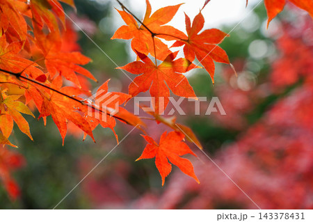 京都の寺院の境内の紅葉した楓の木 143378431