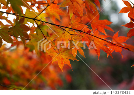 京都の寺院の境内の紅葉した楓の木 京都の寺院の境内の紅葉した楓の木 143378432