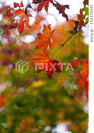 京都の寺院の境内の紅葉した楓の木 143378442