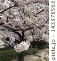 満開の桜が咲く春の公園風景 143378563