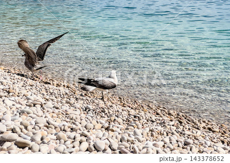 Two young gulls on pebble shore, one spreading wings by clear sea Two young gulls on pebble shore, one spreading wings by clear sea 143378652