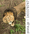 An adult lion standing on a dirt path amidst dense green vegetation. 143378747