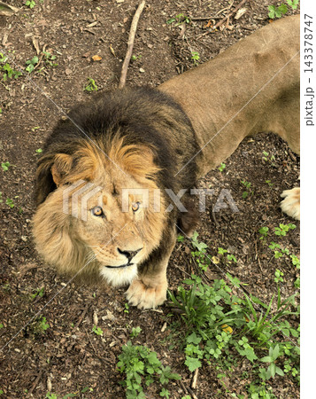 An adult lion standing on a dirt path amidst dense green vegetation. An adult lion standing on a dirt path amidst dense green vegetation. 143378747