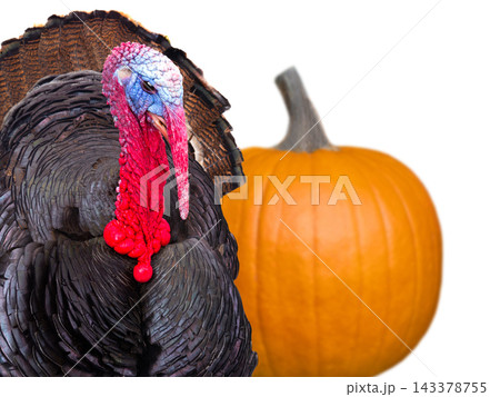 pumpkin and turkey isolated on white background pumpkin and turkey isolated on white background 143378755
