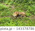 An adult lion standing on a dirt path amidst dense green vegetation and looking directly at the camera. 143378786
