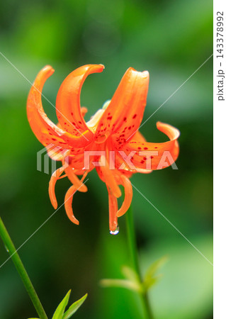 雨上がりの滴したたるクルマユリの花 雨上がりの滴したたるクルマユリの花 143378992