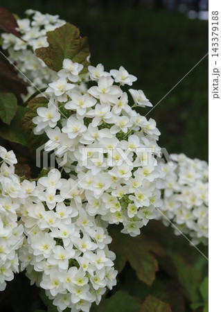 初夏の公園に咲く白い円錐形のカシワバアジサイ（柏葉紫陽花）の花 143379188